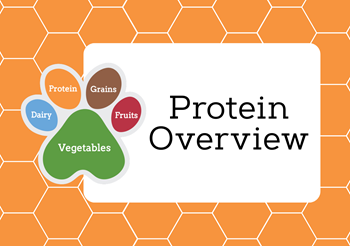 Protein Overview